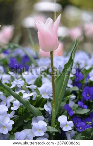 Similar – Image, Stock Photo tropical flow Flower Plant