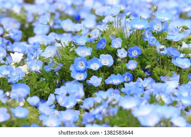 Nemophila At Hitachi Seaside Park
