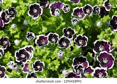 Nemophila Menziesii Penny Black