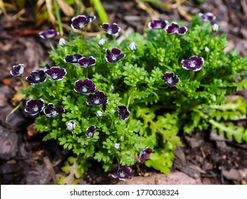 nemophila menziesii penny black