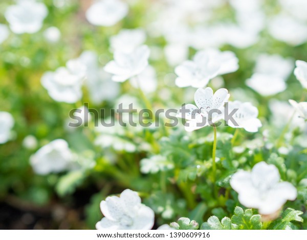 Nemophila Menziesii Var Atomaria Snowstorm Stock Photo Edit Now