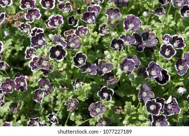 nemophila menziesii penny black