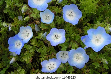 Nemophilia menziesii, Baby Blue Eyes Flower Horizontal Close Up