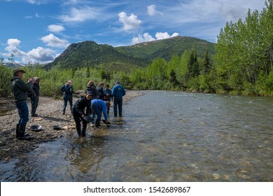 NENANA, ALASKA - JUNE 5 - People Enjoy A Gold Panning Lesson In Denali National Park On June 5 2019 In Nenana Alaska.