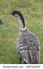 Nene Bird On Park, Maui, Hawaii.