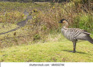 Nene  In Haleakala National Park Standing And Looking To The Left