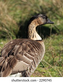 Nene Head - Haleakala National Park