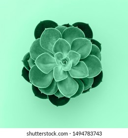 トップビュー、ネオミントの色の植物。新しいミント色に吸い込まれた。エチェベリア・サクキュレント・グリーン、接写。多肉質の花を持つ海の深い緑の抽象的な緑の背景の写真素材