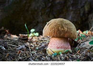 Neoboletus luridiformis. Edible mushrooms with excellent taste. Bio food. Uncultivated fungi.