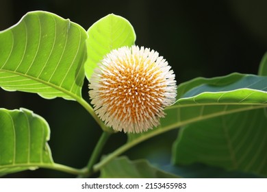Neolamarckia cadamba, with English common names burflower tree, laran, and Leichhardt pine, and called kadam or cadamba locally, is an evergreen, tropical tree native to South and Southeast Asia.