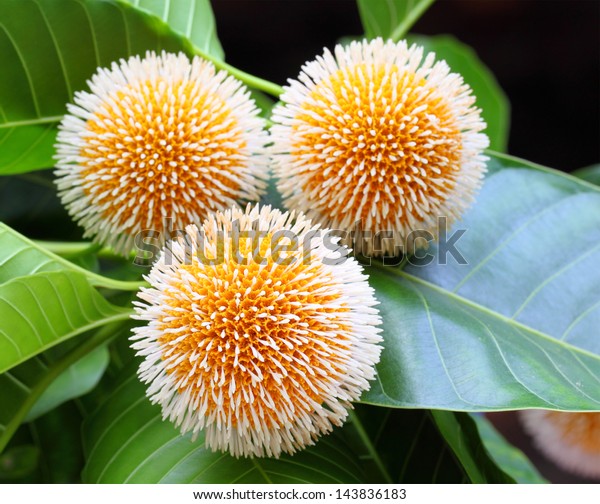 Neolamarckia Cadamba Kodom Flower Bangladesh Stock Photo ...