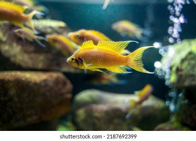 Neolamprologus Pulcher Fish Tropical Aquarium Fish Swimming Underwater, Marine Life Concept