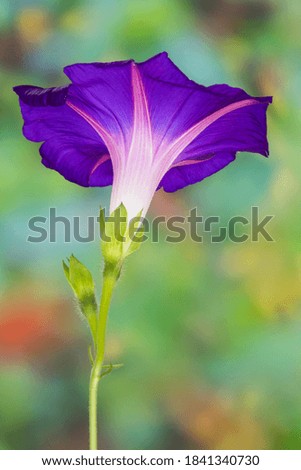 Similar – Image, Stock Photo Clematis | tendril to the sky.