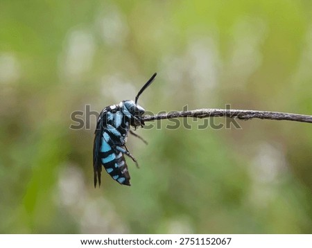 a neon cuckoo bee biting the tip of a dry grass twig