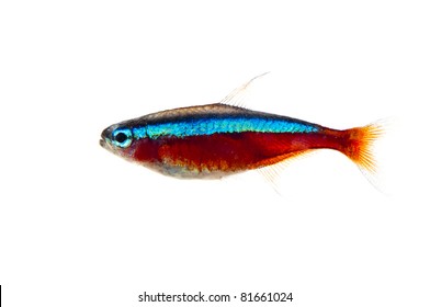 Neon Fish