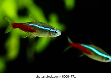Neon Fish In Aquarium