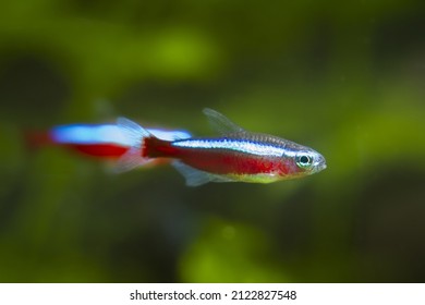 Neon Glow Cardinal Tetra, Popular And Easy To Keep Ornamental Tropical Dwarf Cyprinid Fish From Orinoco River Basin, Shallow Dof And Blurred Background