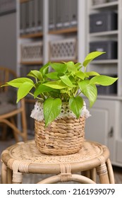 Neon Green 'Epipremnum Aureum Lemon Lime' Houseplant In Basket Flower Pot On Table In Living Room