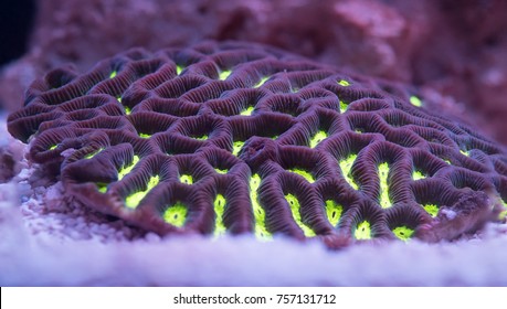 Neon Green-eyed Maze Brain Coral - Platygyra sp