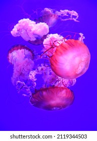 Neon Jelly Fish At The Ripley Aquarium In Toronto Canada