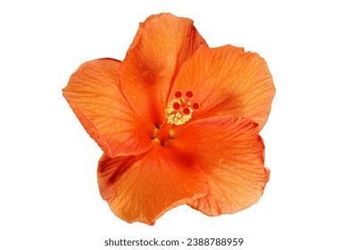 Neon Orange Hibiscus Blooming Flower. Blooming Chinese Rose Plant on a White Background - Powered by Shutterstock