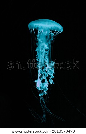 Neon teal jellyfish on a black background.
