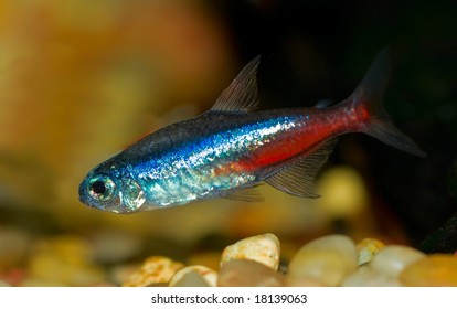 Neon Tetra