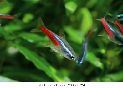 Neon Tetra