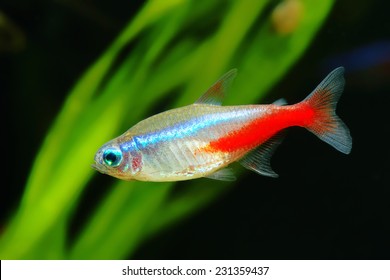 Neon Tetra Fish