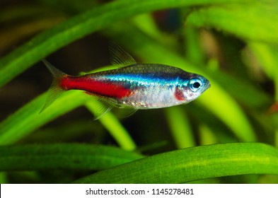 Neon Tetra Fish In Aquarium.