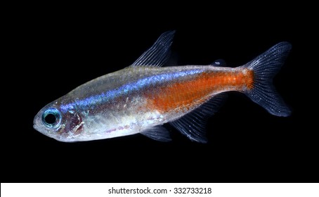 Neon Tetra Fish On Black Background Stock Photo (Edit Now) 332733218