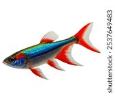 Neon tetras are small, vibrant freshwater fish with striking blue and red stripes. Native to South America, they’re peaceful, schooling fish ideal for community tanks.