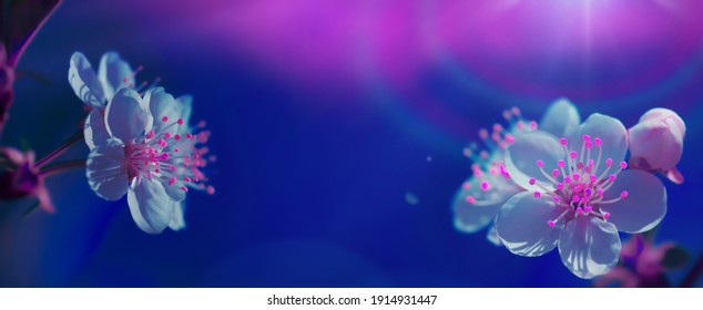 Neon tinted image of cherry tree  flowers on dark blue sky background close up macro with selective focus and small DOF. Whimsical nature floral spring web banner or poster.  