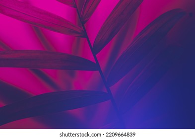 Neon vibe floral background. Purple dark palm tree leaves and shadows. Futuristic close-up texture. Creative fluorescent color layout made of tropical leaves. Flat lay neon colors. Nature concept. - Shutterstock ID 2209664839
