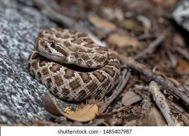 203 Baby rattlesnake Stock Photos, Images & Photography | Shutterstock