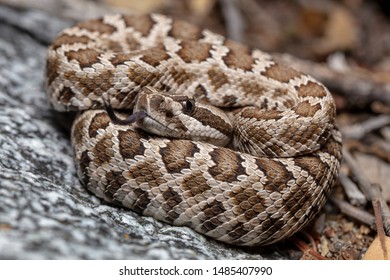 363 Baby rattlesnake Images, Stock Photos & Vectors | Shutterstock