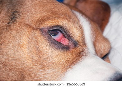 Neoplasm Eyelid. Tumor Eye (concept Of Veterinary Ophthalmology)