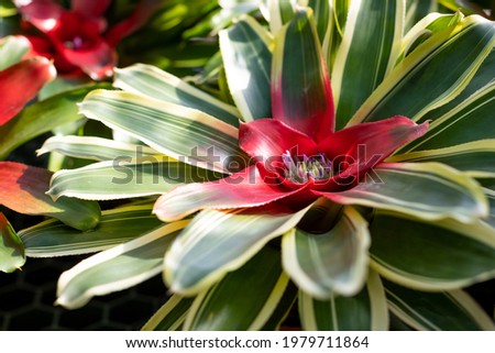 Neoregelia carolinae, tricolor plant.Neoregelias grow attached to the branches of forest tree. Cultivated in garden on the ground in controlled conditions.