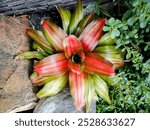 Neoregelia, is an ornamental plant from the Bromeliastripi family. Most have broad and flat leaves, have beautiful blooming flowers. The leaves are brightly colored and have beautiful striping. 