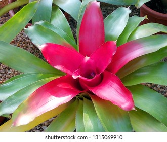 Neoregelia Princeps Plant.