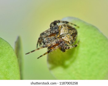 122 Neoscona nautica spider Images, Stock Photos & Vectors | Shutterstock