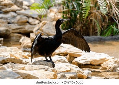 Neotropic Cormorant bird well known as "burung pecuk" spreading wings near water at Taman Burung (bird park) TMII, Indonesia. Perfect for nature and wildlife photography - Powered by Shutterstock