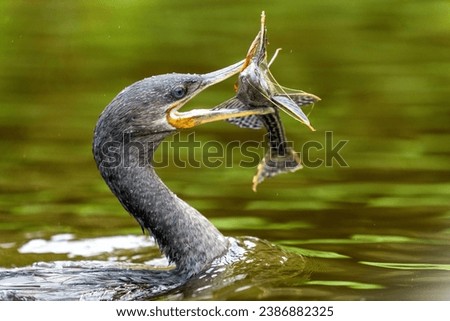 neotropic cormorant fishing in river in tropical Pantanal