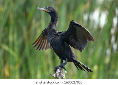 Neotropic cormorant (Nannopterum brasilianus), specimen detail flapping its wings in its natural habitat.