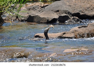 Neotropic cormorant or olivaceous cormorant (Nannopterum brasilianum) with caught fish in running water. Taken at Iguazu falls, Argentina.
