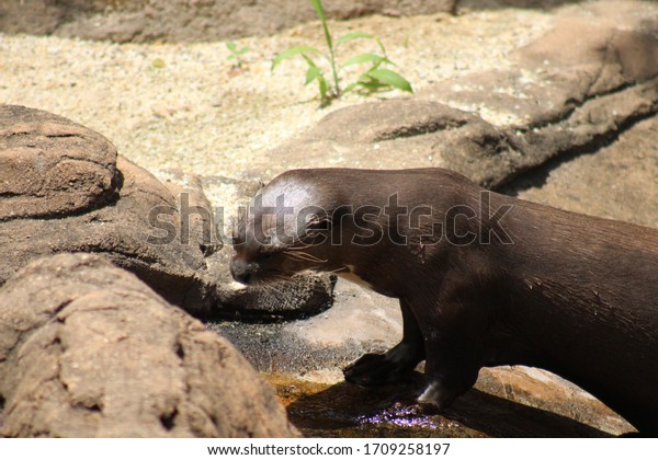 Neotropical River Otter Enclosure Emperor Valley Stock Photo Edit Now