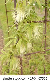 Nepal Clematis Fruits (Clematis Napaulensis)