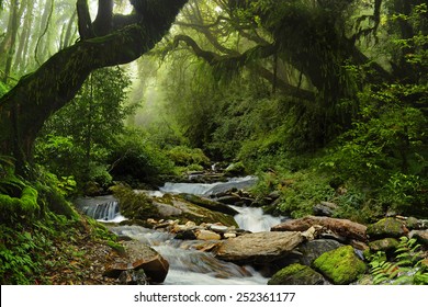 Nepal Jungle