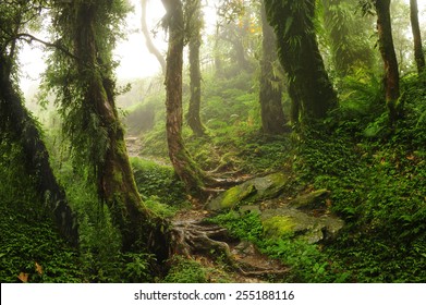 Nepal Jungle