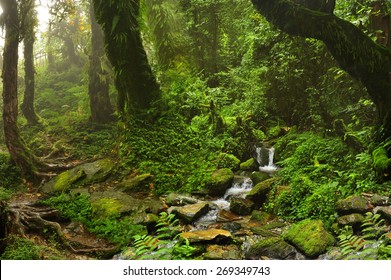 Nepal Jungle